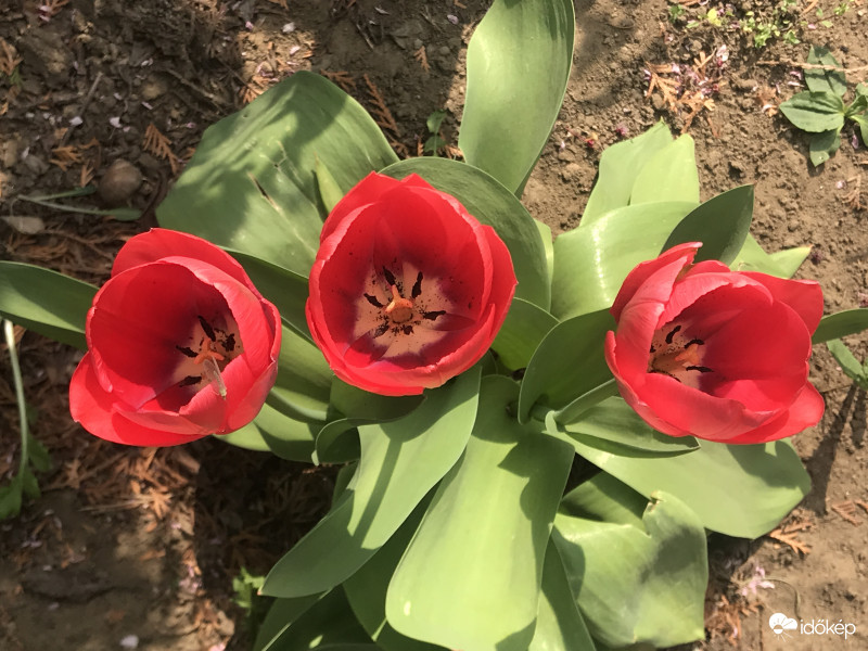 Tulipánok