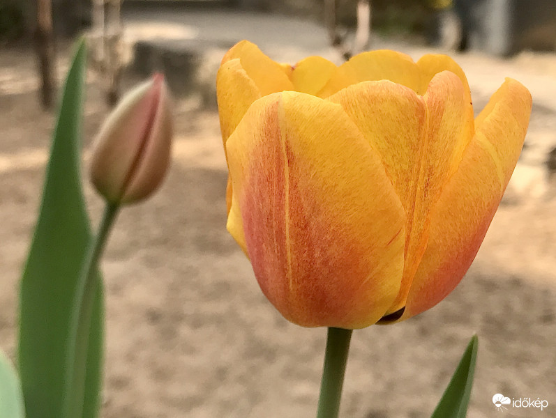 Tulipánok