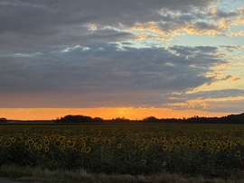 Álmosd