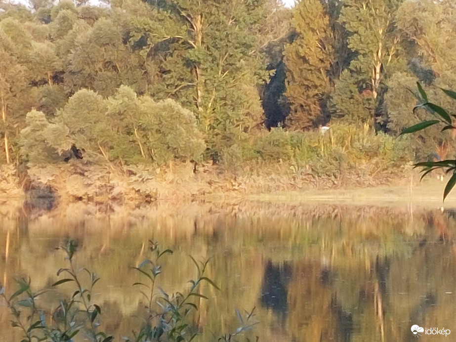 A megáradt Mura nyomai az Öregbánya-tó menti fákon