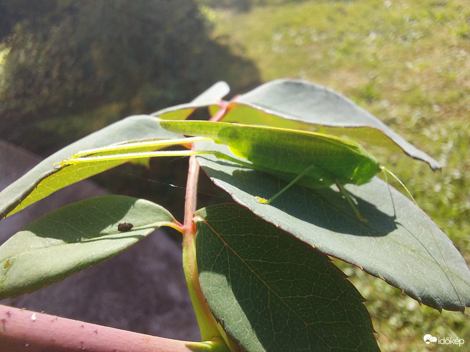 Relax - nyújtózós pihenés