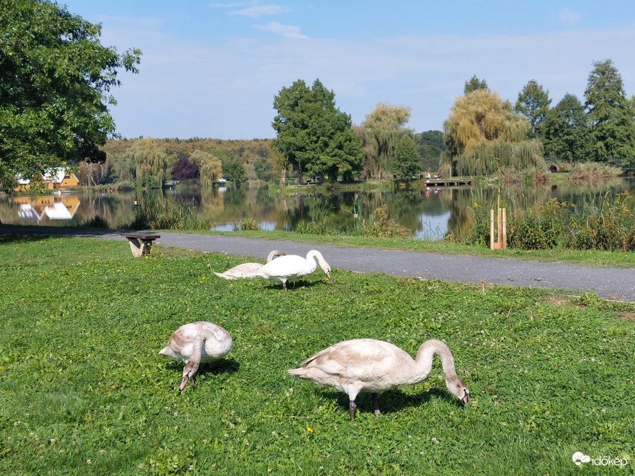 Szülői felügyelettel legelésző hattyúfiókák