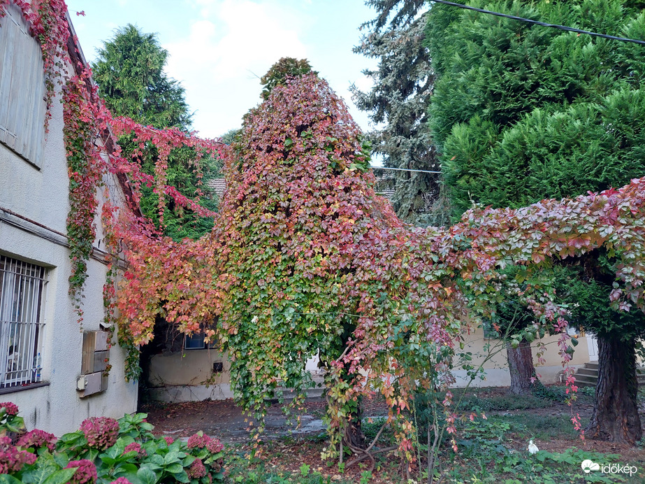 Őszi, városi "szörnyeteg" 