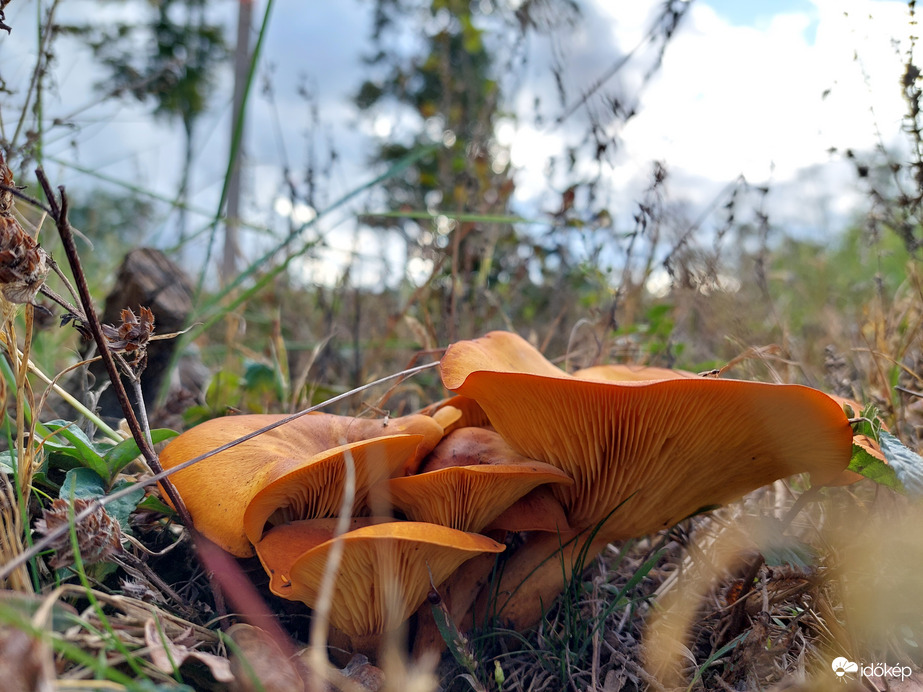 Valahol, egy csodás zalai erdőben