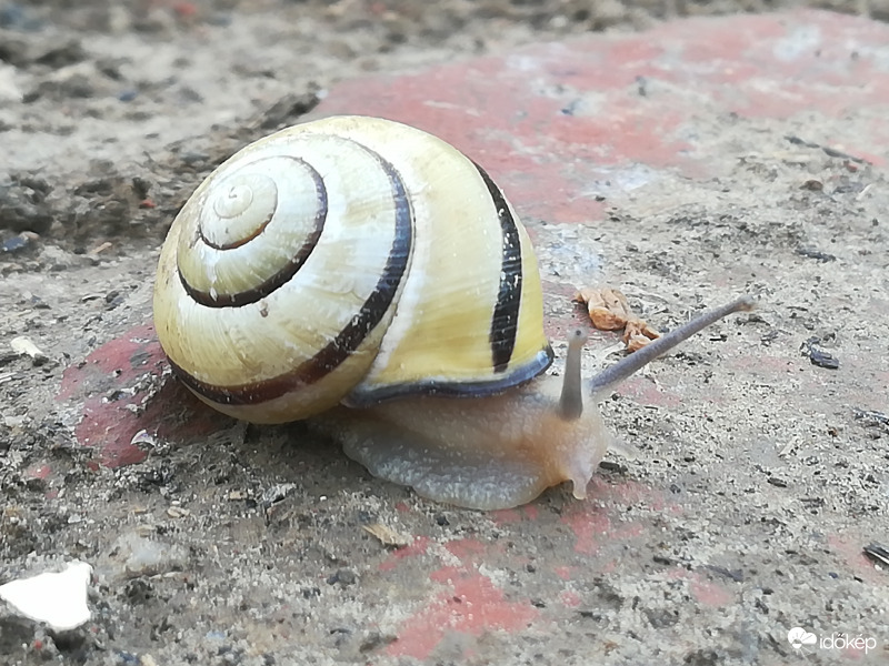 Kis kerti 