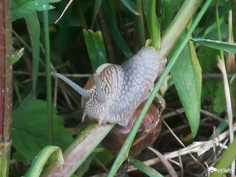 Akrobata