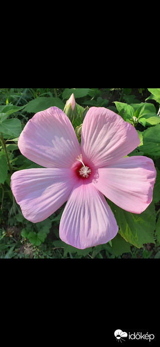 Mocsári hibiszkusz