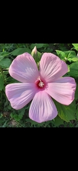 Mocsári hibiszkusz