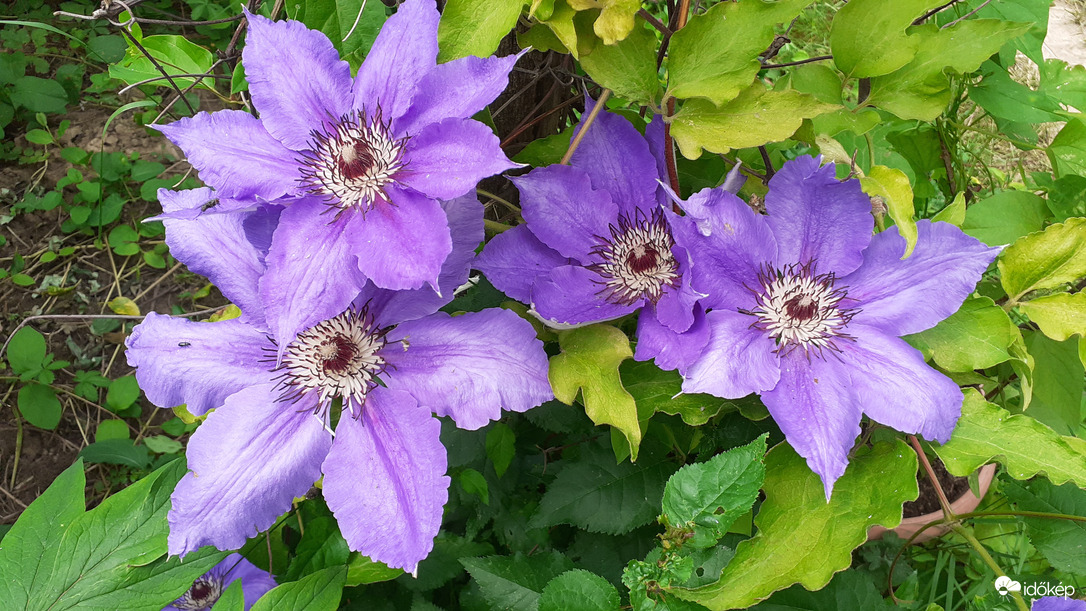 Kék klematiszok