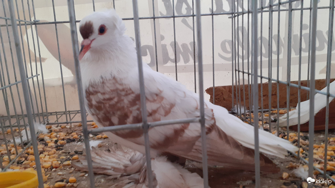 Szatmárnémeti: Vidék a városban 