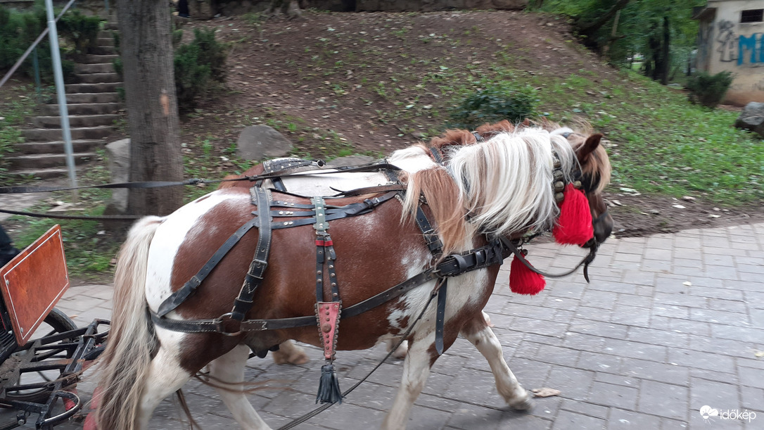 Szatmárnémeti: Vidék a városban 