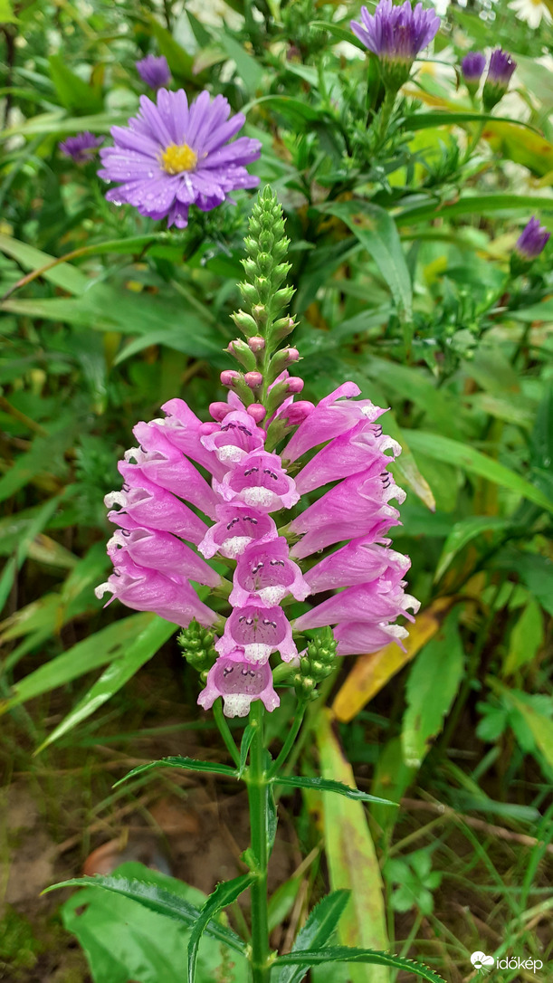 Lila fürtös virág 