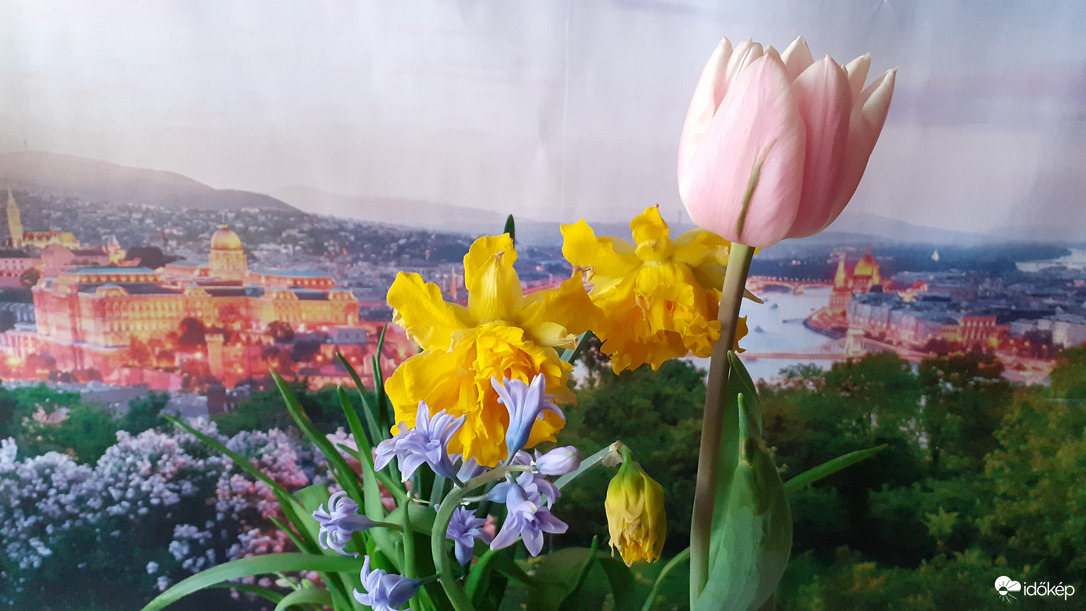 Ablakban nevelt szépségek 