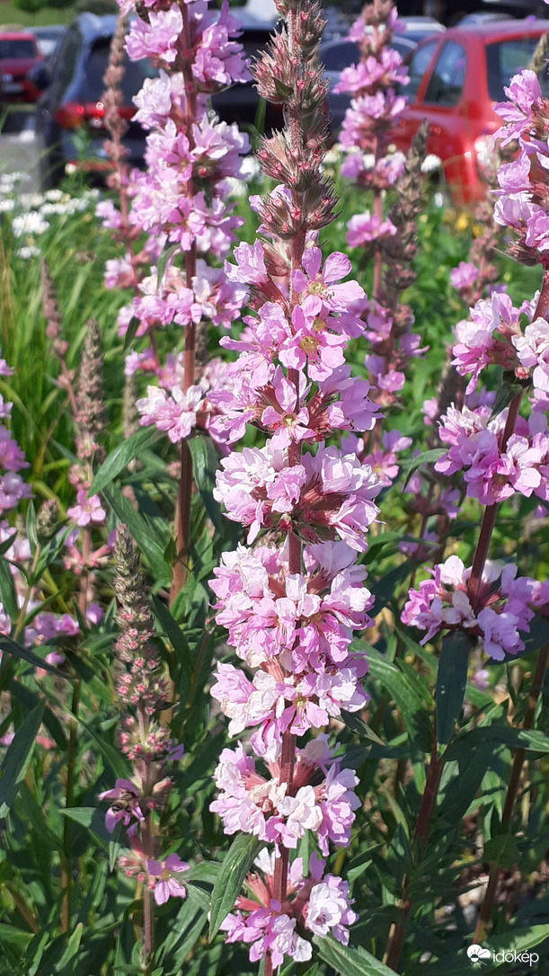 Rózsaszín fürtös 