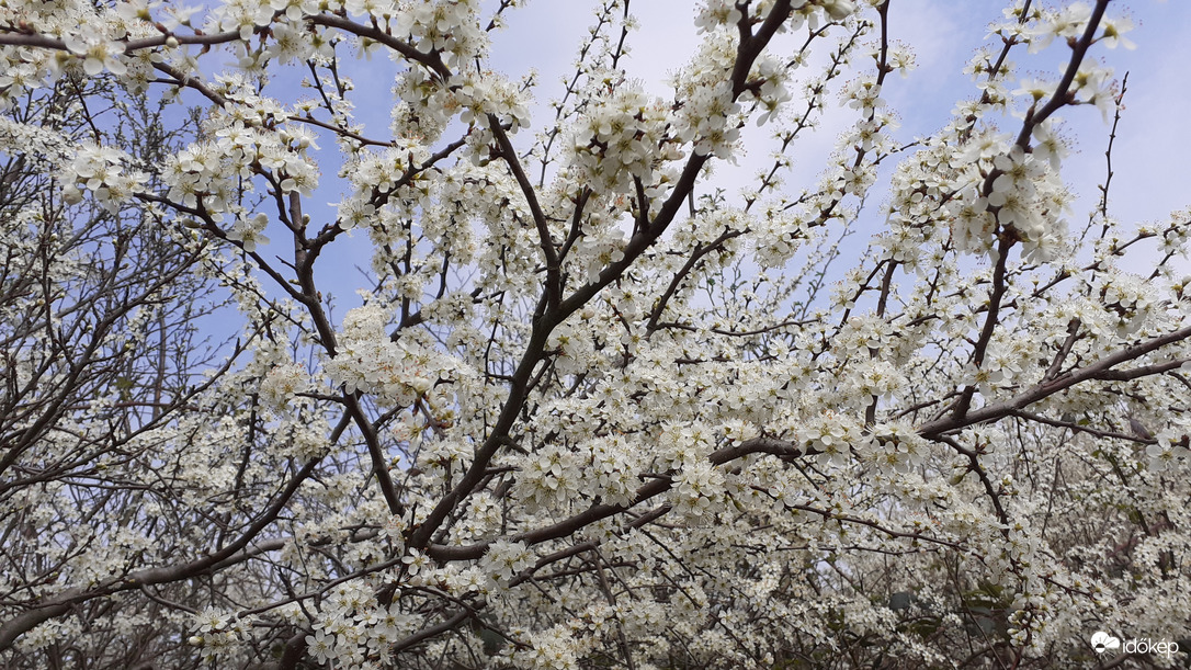 Virágzik a kökény