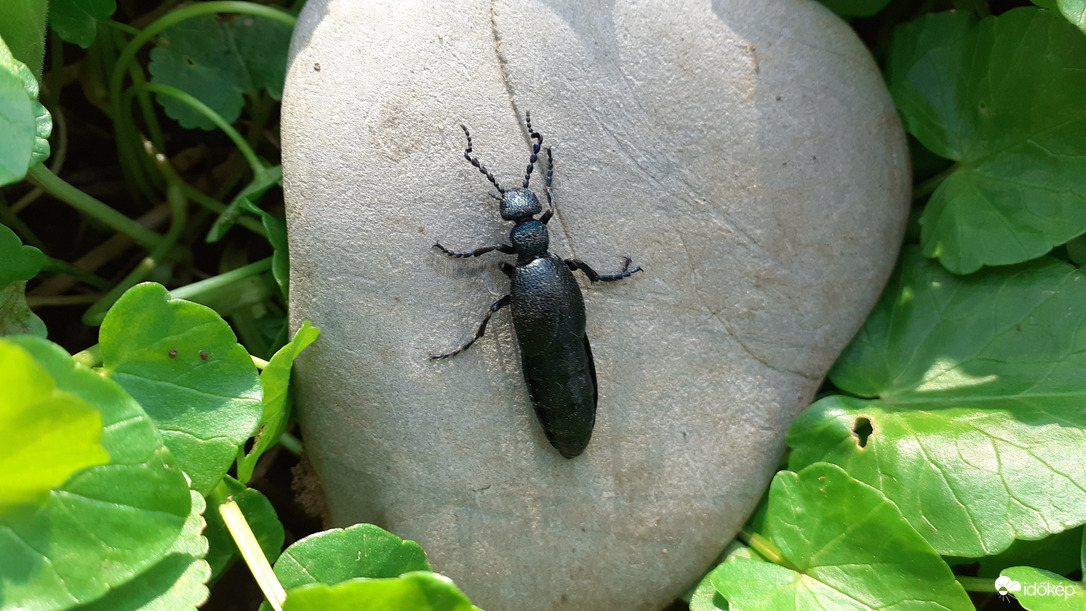 Közönséges nünüke