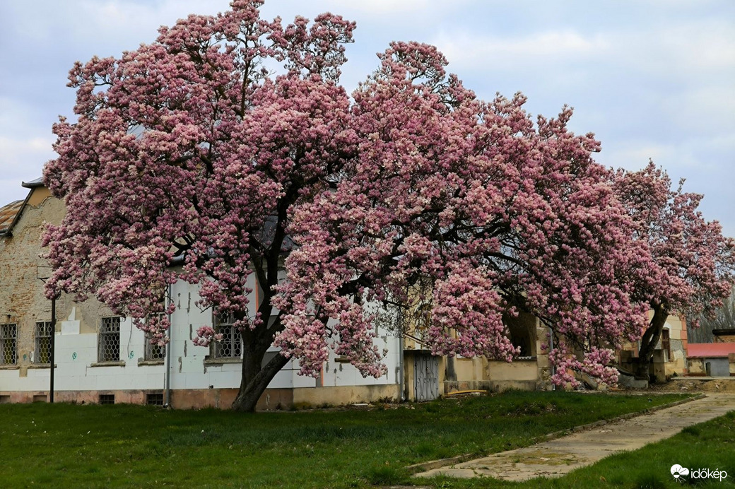 Óriás magnóliafa