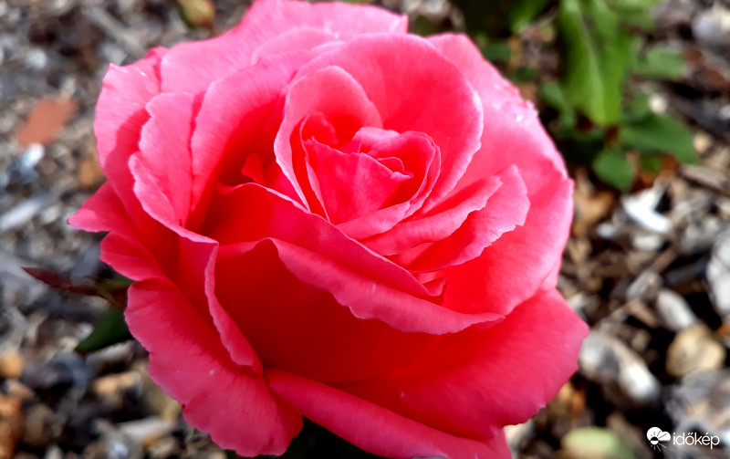 Szerette a rózsát...