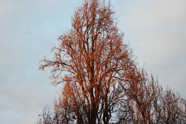 Napsugár