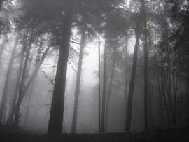 Ködös erdő