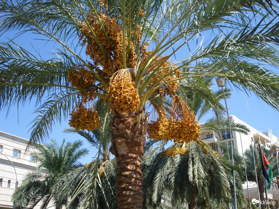 Datolyapálma
