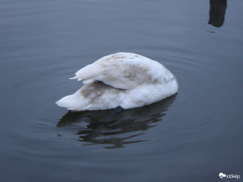 "Fej nélküli" hattyú