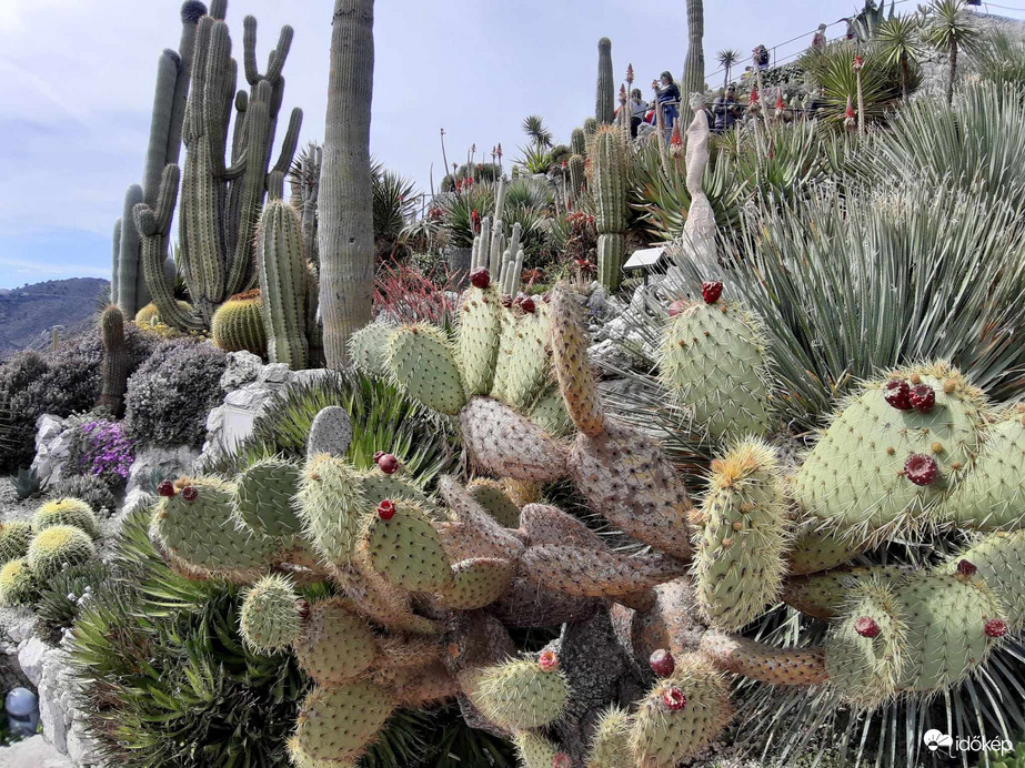 Kaktuszok