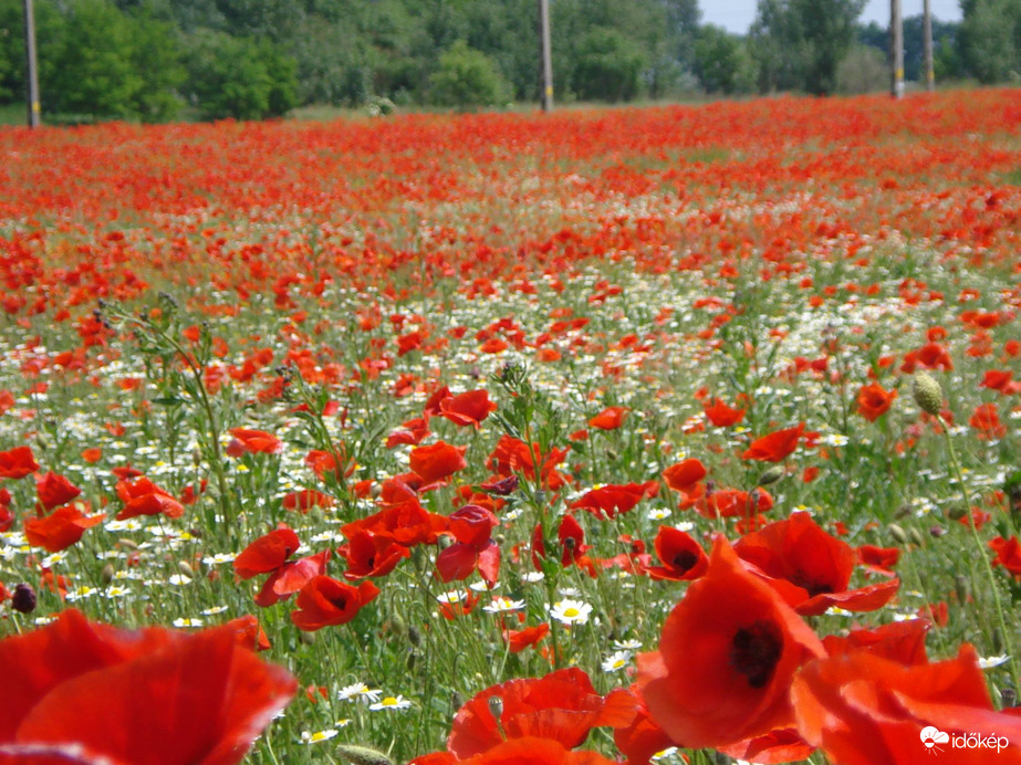 Vadvirágok nyár elején