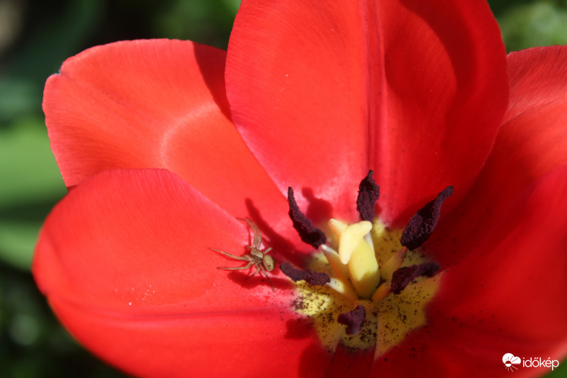 Kinyílt piros tulipán és pók