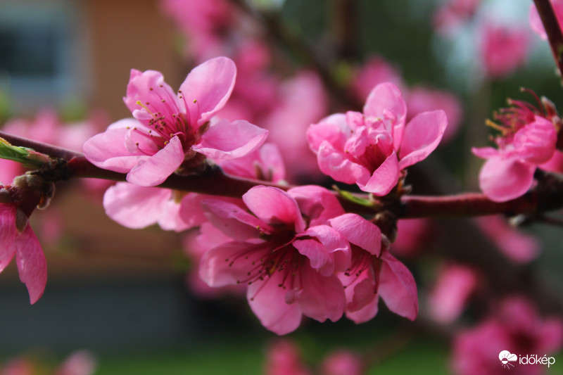 Virágzó őszibarackfa