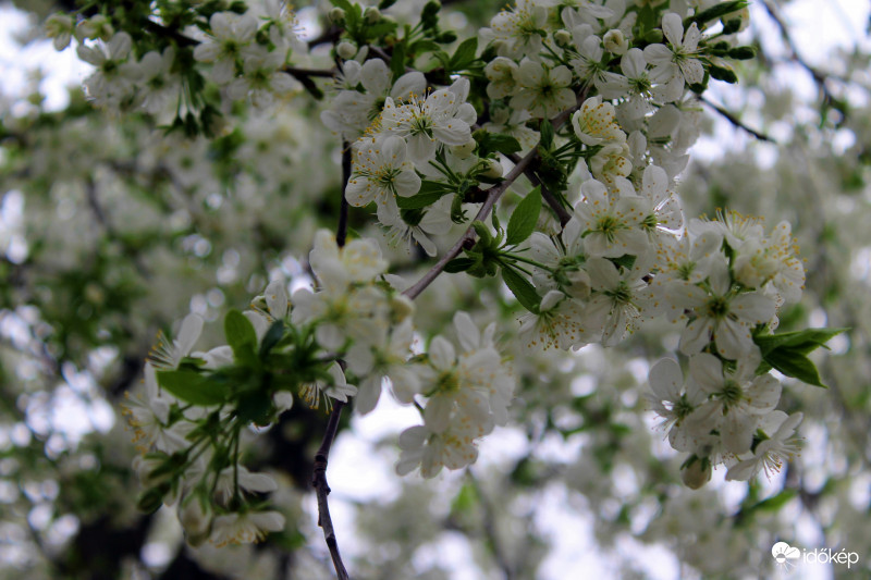 Virágzik a meggyfa