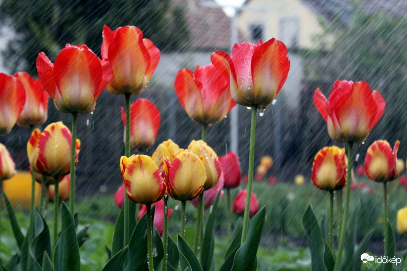 Tulipánerdő záporban