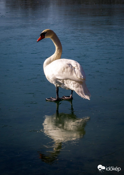 Hattyú a befagyott Palatinus-tavon