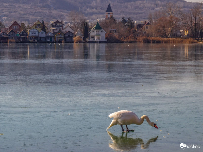 Hattyú a befagyott Palatinus-tavon
