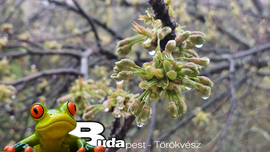 Budapest II.ker - Törökvész