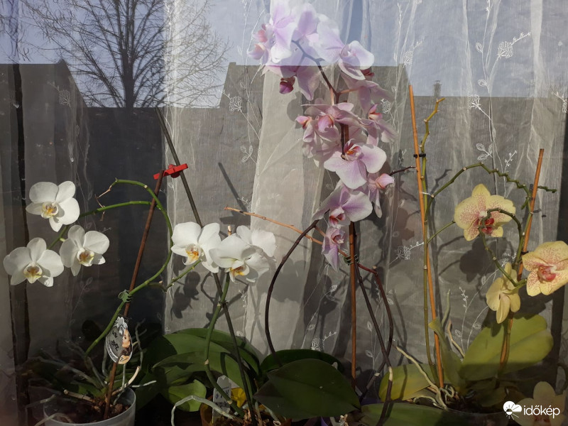 Orchideák - Egzotikus ablakpárkány