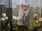 Orchideák - Egzotikus ablakpárkány