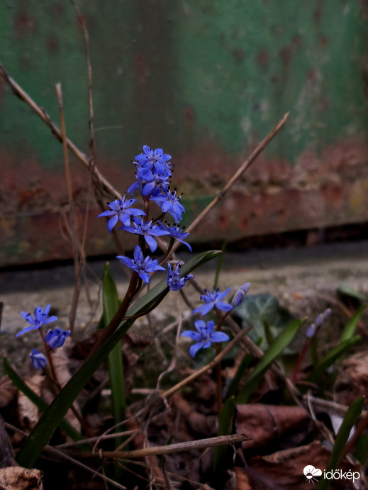 Tavaszi csillagvirág 