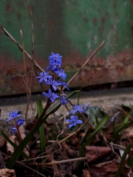 Tavaszi csillagvirág 