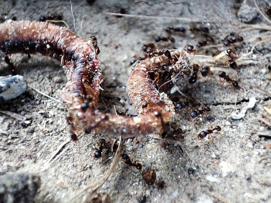 Néha kegyetlen a természet...