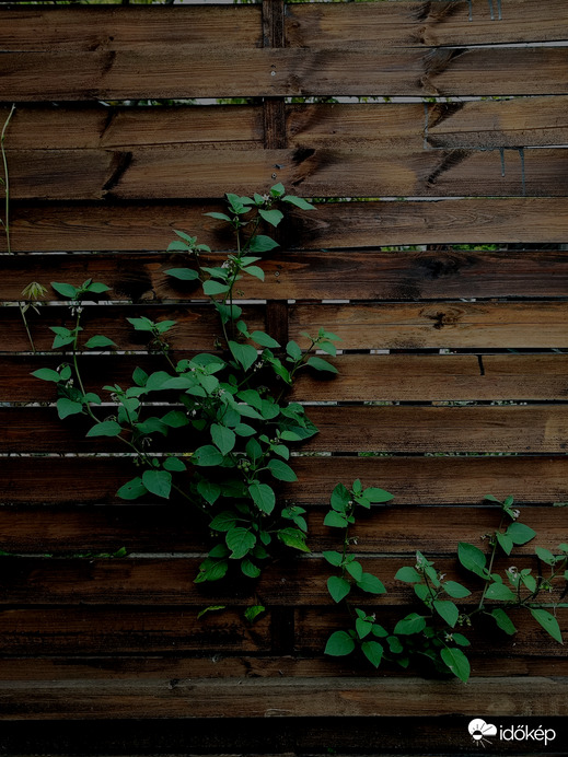 A természet mindig utat tör magának...