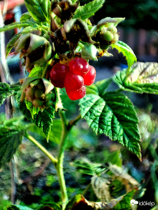 Kisebbfajta csoda  :-)