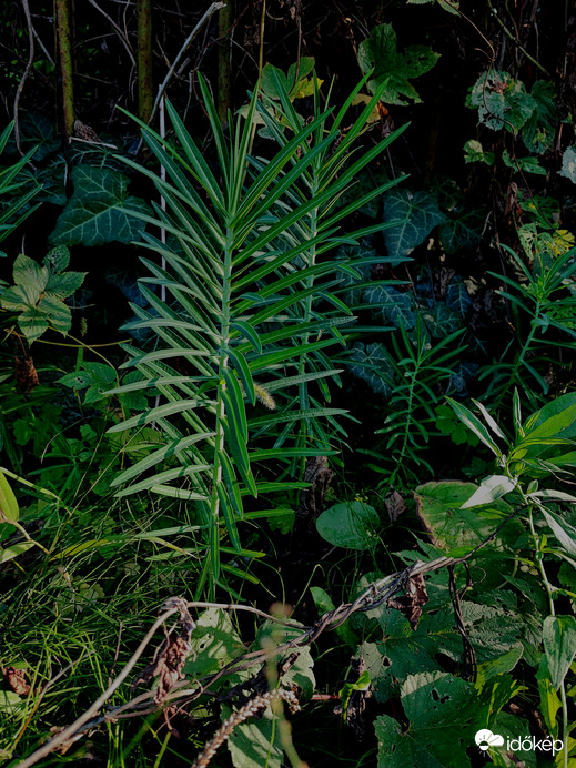 Vakondűző nagy sárfű 