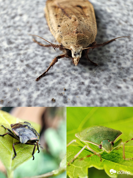 Keresd a kakukktojást :-)