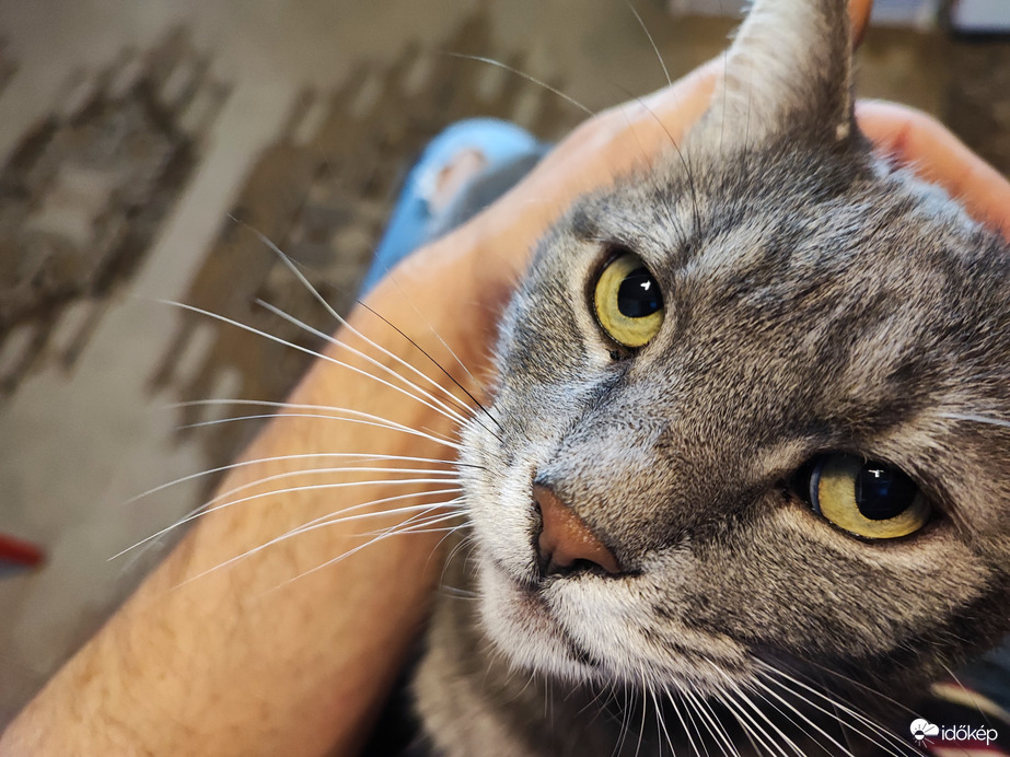 Maszat cica.. a tekintete mindent elárul :-)