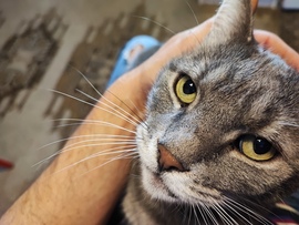 Maszat cica.. a tekintete mindent elárul :-)