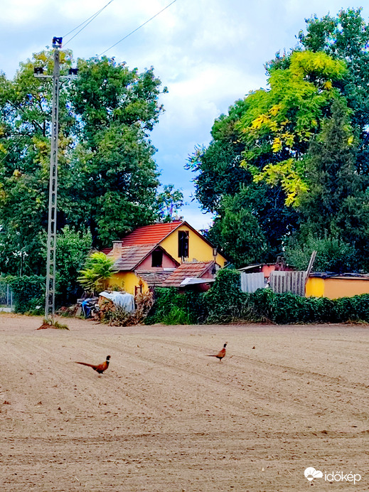 Fácán(ok) a szántásban. :-)