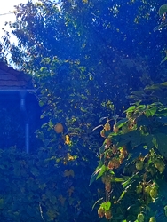 Birs? Igen,bírlak :-)