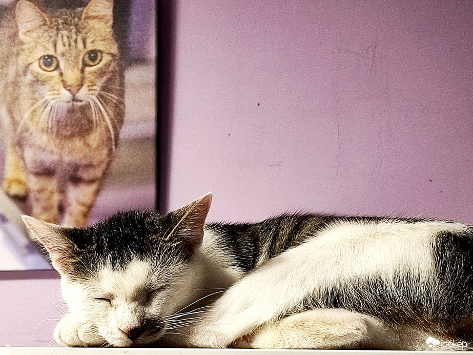 Lady  és Hami cica (RIP)