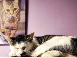 Lady  és Hami cica (RIP)